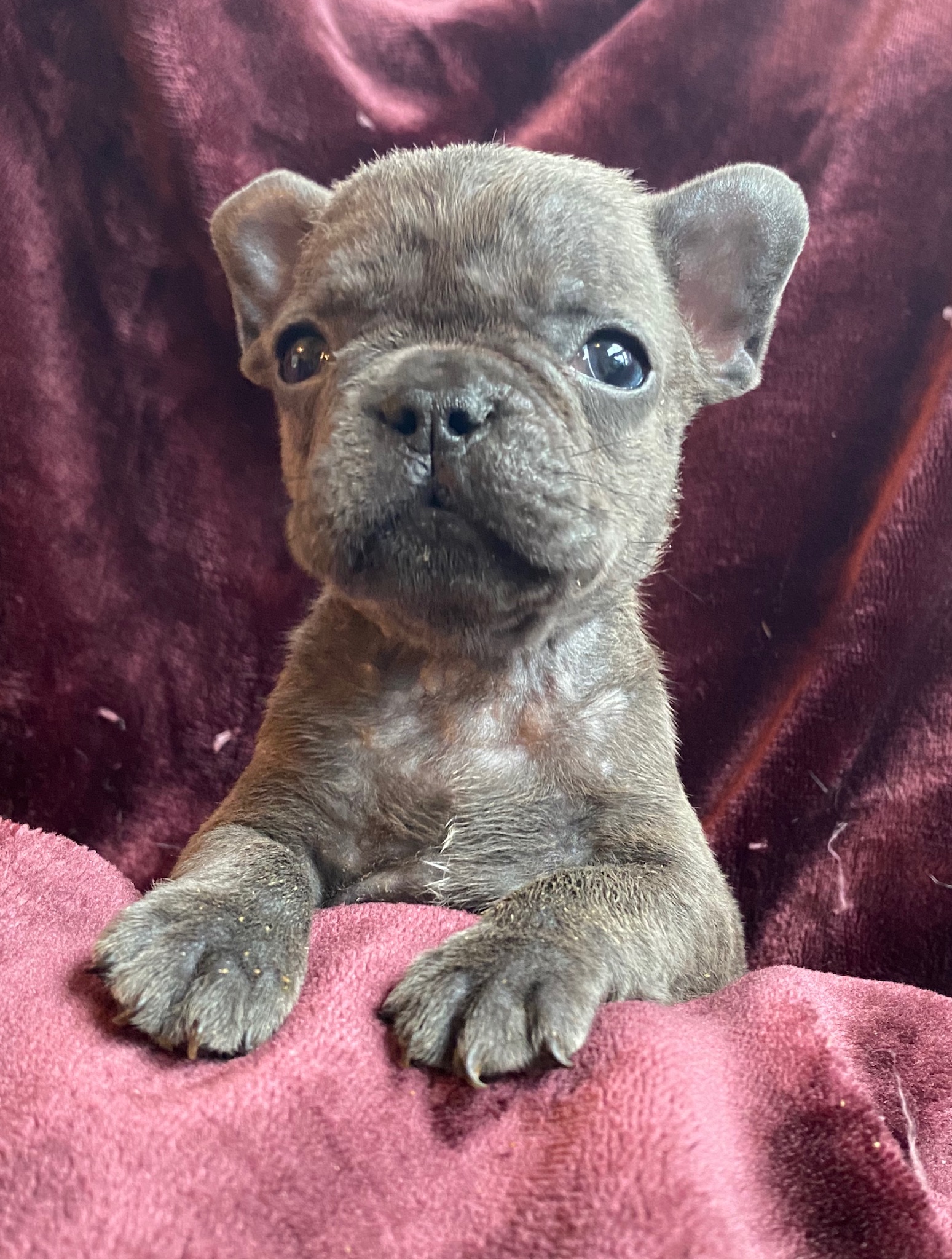 Blue and Merle French Bulldog Litter: July 22, 2020-SOLD-2108M-3691F ...