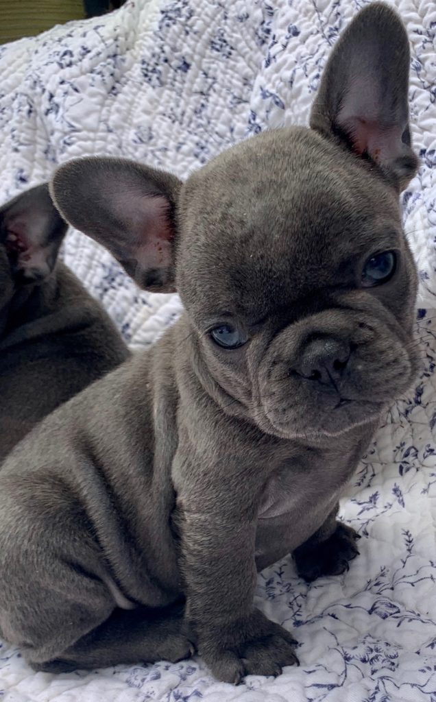 Blue and Merle French Bulldog Litter: July 22, 2020-SOLD