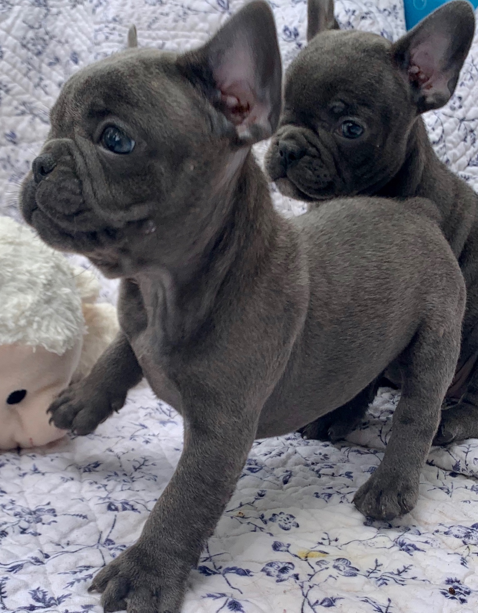 Blue and Merle French Bulldog Litter: July 22, 2020-SOLD-2108M-3691F ...