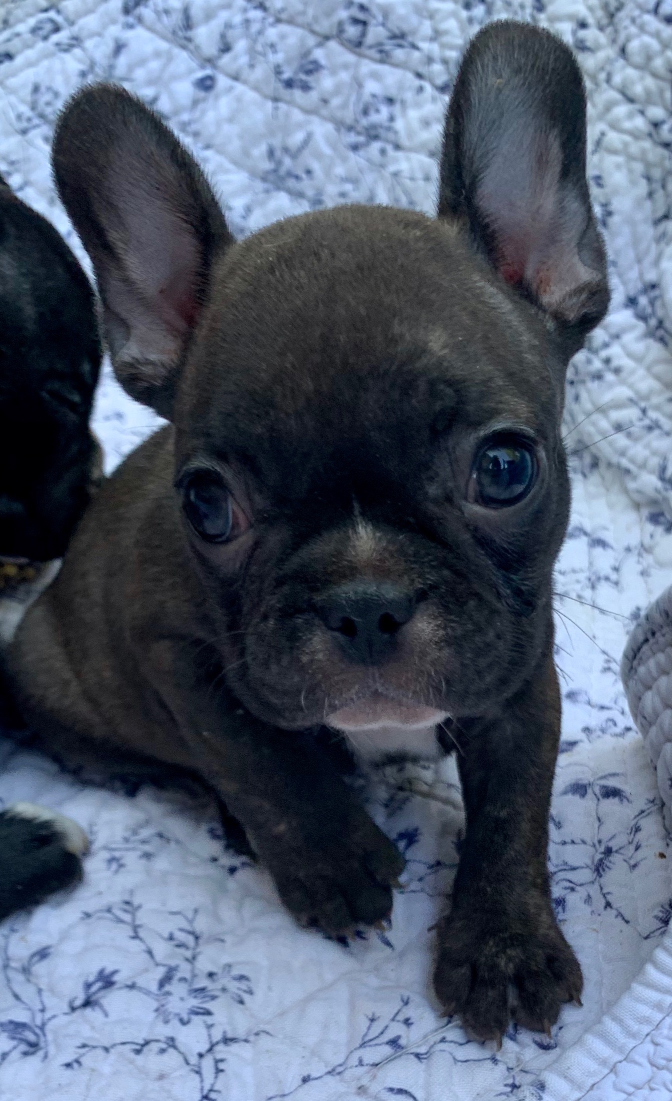 Brindle Female French Bulldog: Nala-2949-SOLD - The French Bulldog