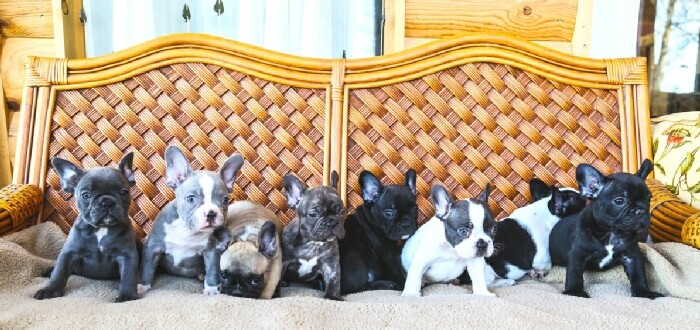 Litter of French Bulldog Puppies