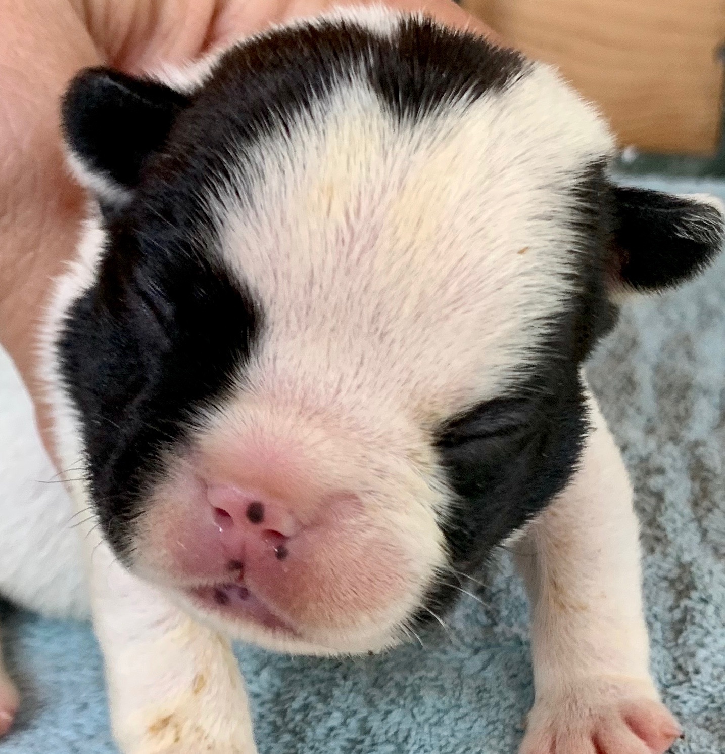 Pied and Fawn French Bulldog litter