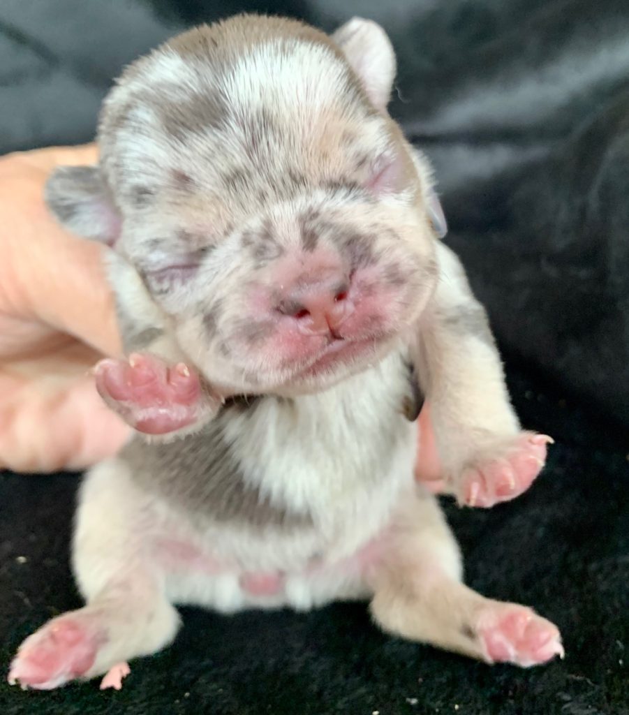 Litter of Fawn & Fawn Merle French Bulldog Puppies: October 22, 2020