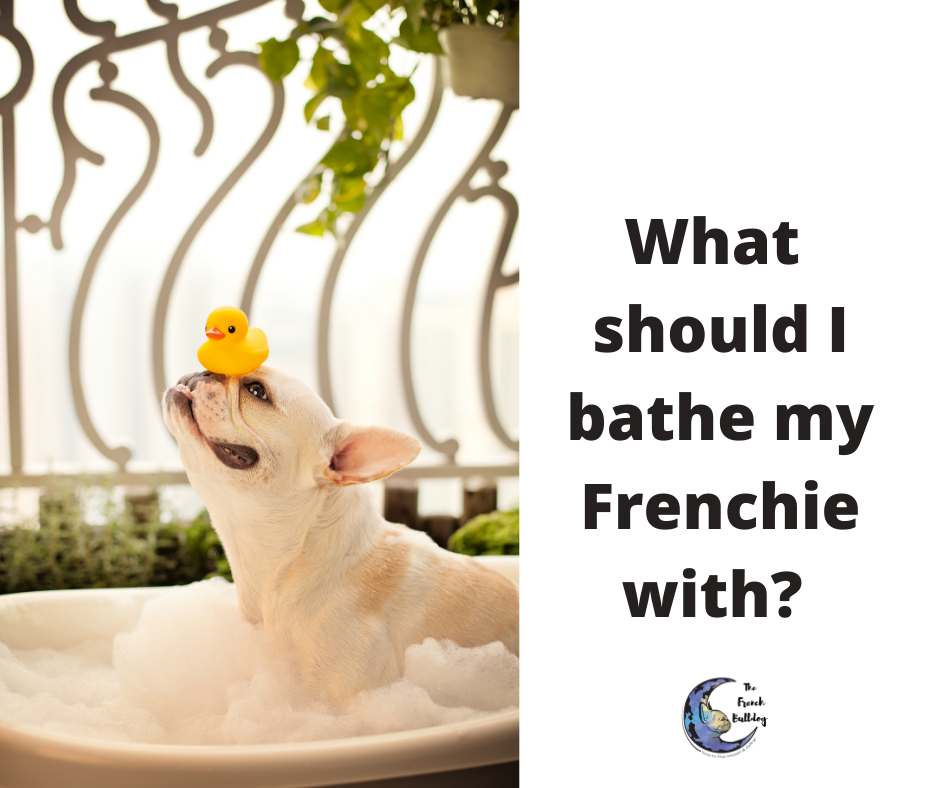 What Should I bathe my French Bulldog with?