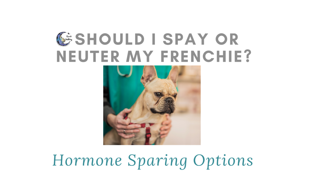 Should I Spay or Neuter My French Bulldog?