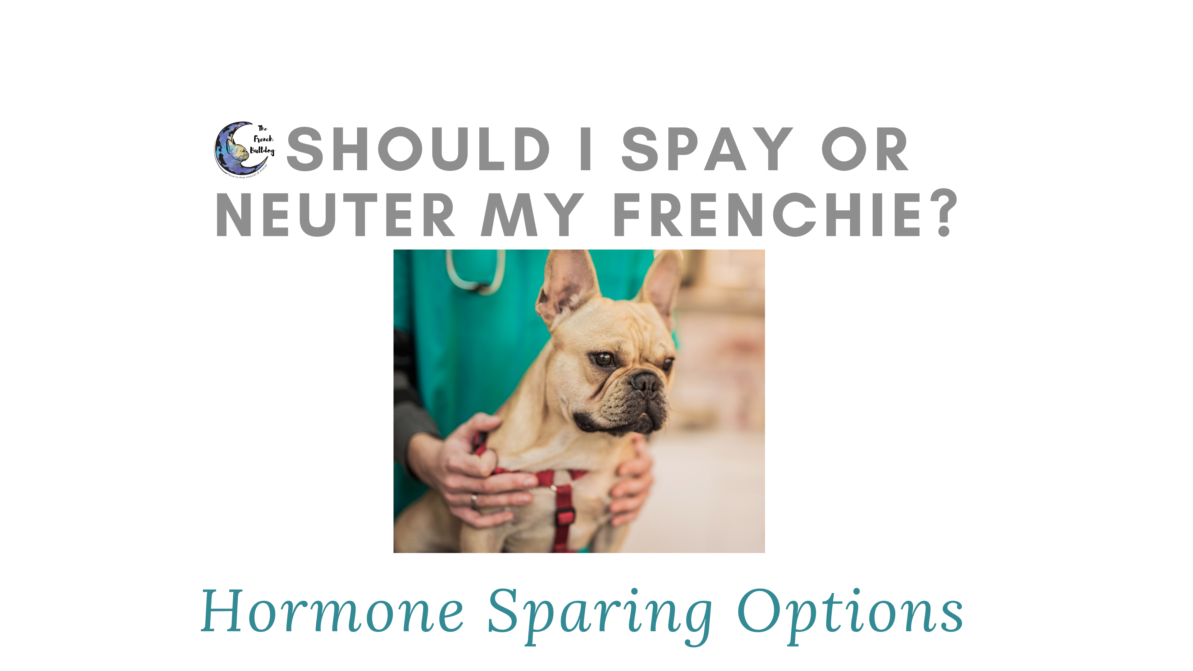 Should I Spay Or Neuter My French Bulldog The French Bulldog