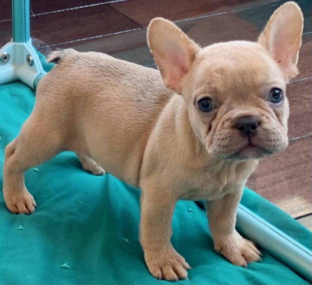 Lilac Fawn Female French Bulldog: Quinci- 1981-Available