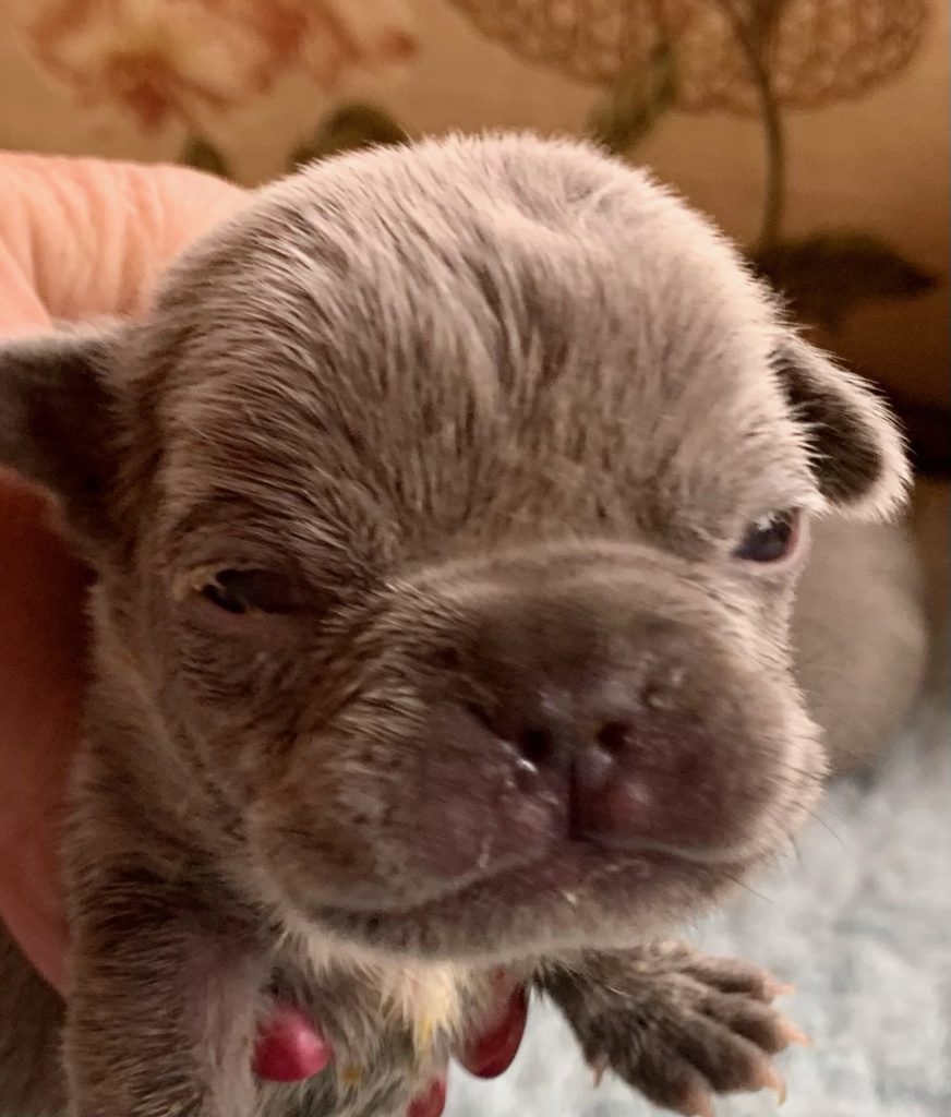 Litter of Lilac French Bulldog Puppies