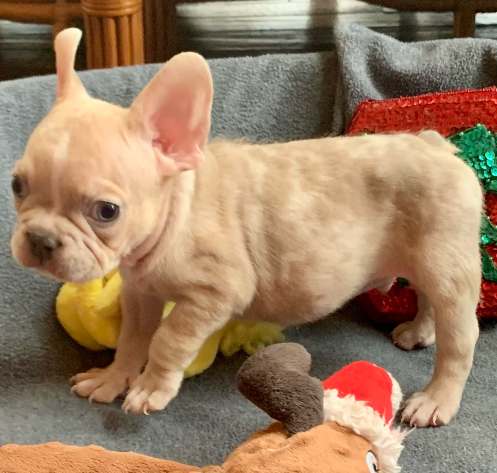 Lilac Fawn Merle Male French Bulldog: Titan Available Dec 24th!-SOLD ...