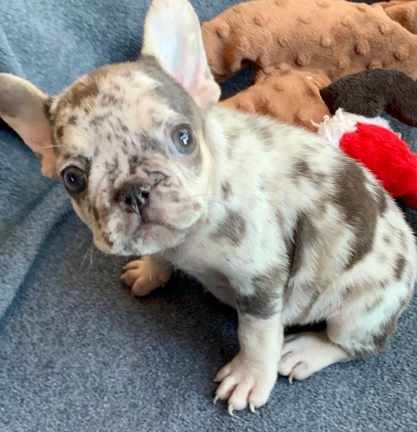 Blue Merle Female French Bulldog: Wendeline - 2832- Sold - The French ...