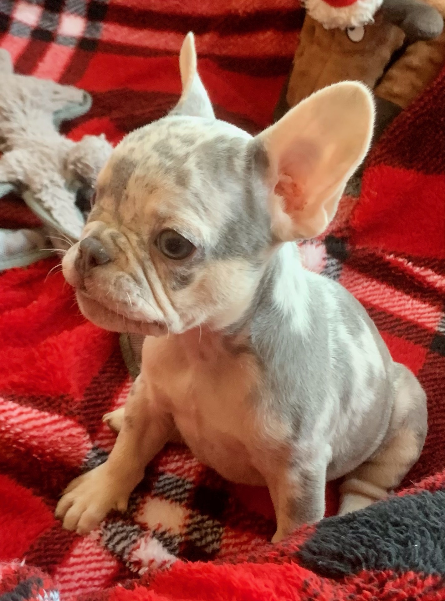 Lilac Merle Female French Bulldog: Wynonna - 4737- Sold - The French ...