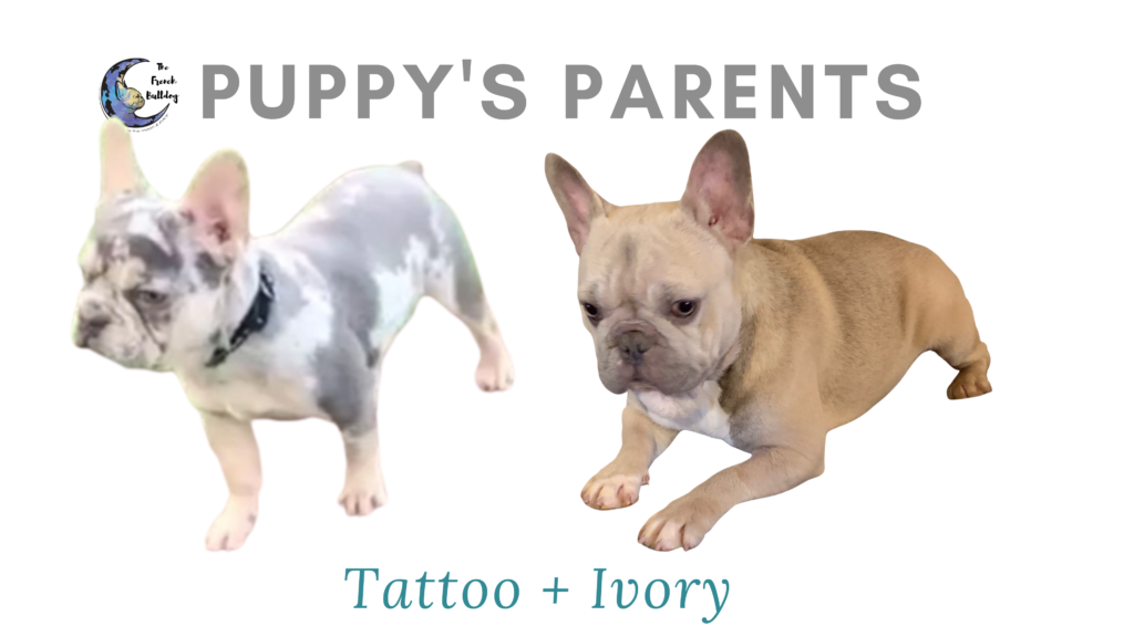 Upcoming Lilac and Merle French Bulldog Litter: January 14, 2020