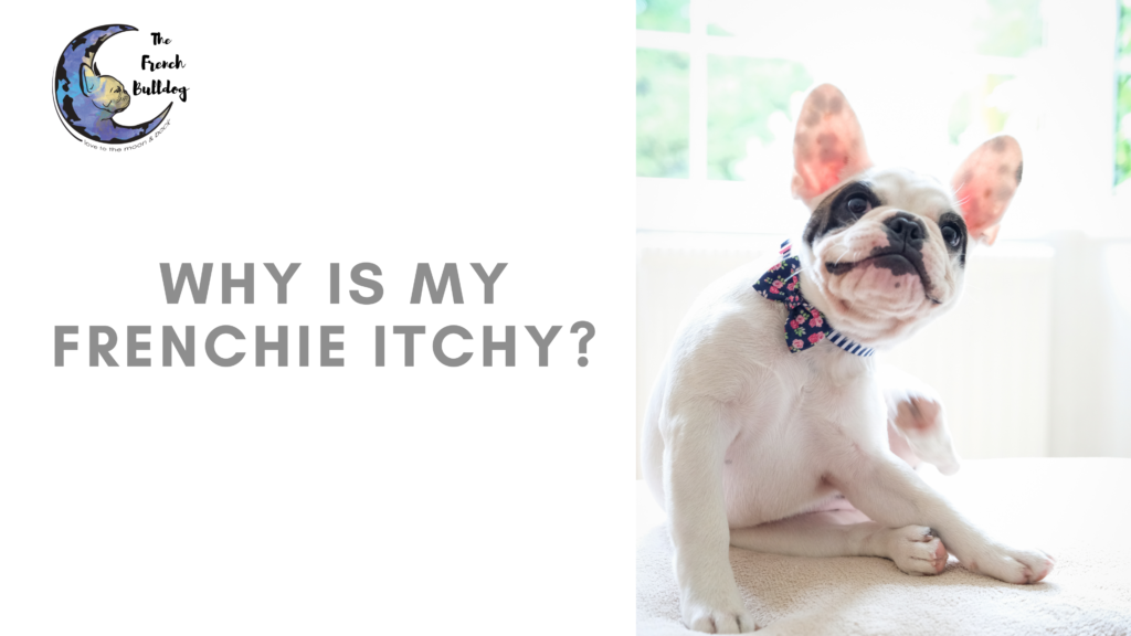 Why is my French Bulldog Itchy?
