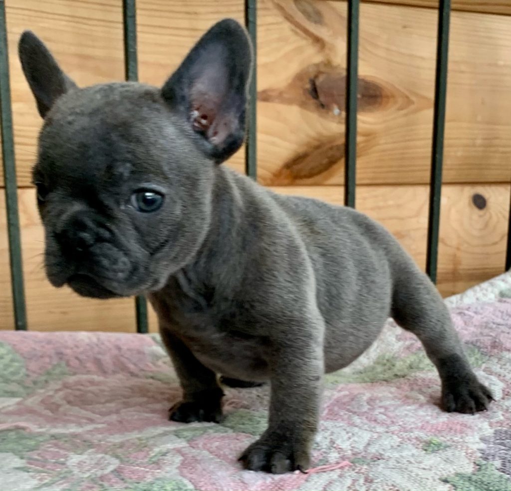 Blue Male French Bulldog- Elmo-6936-Sold