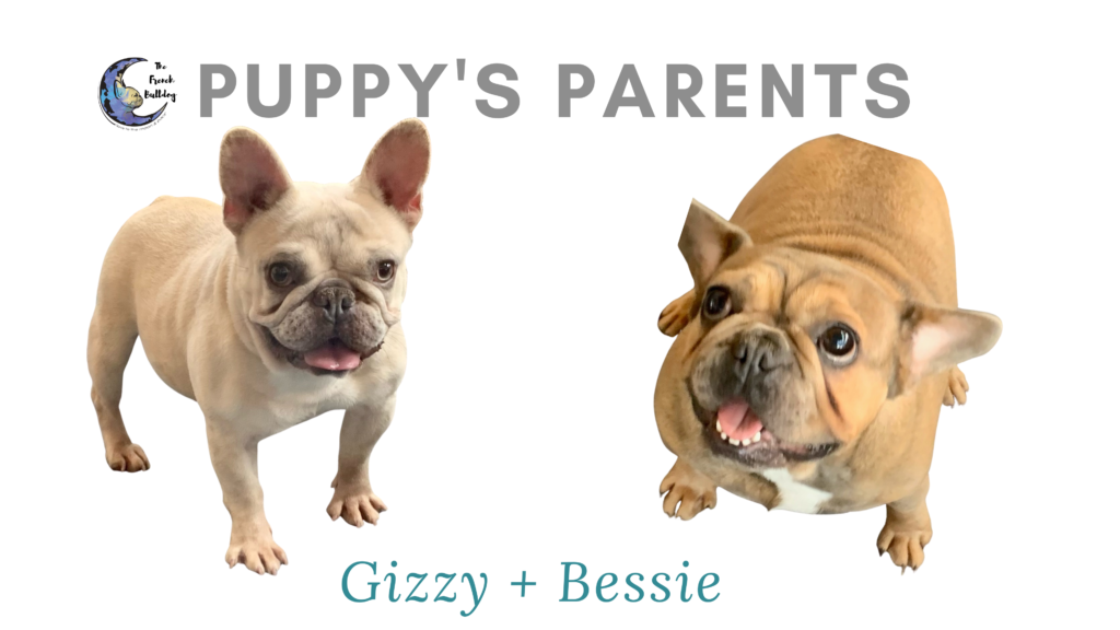 Upcoming Fawn and Merle French Bulldog Litter: February 1, 2021