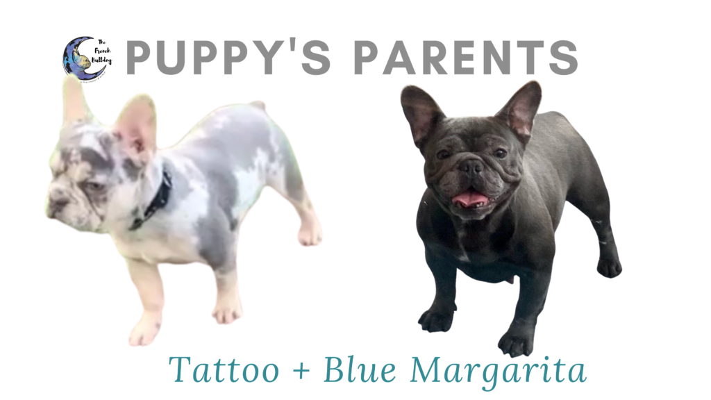 Upcoming Blue and Merle French Bulldog Litter: February 8, 2021