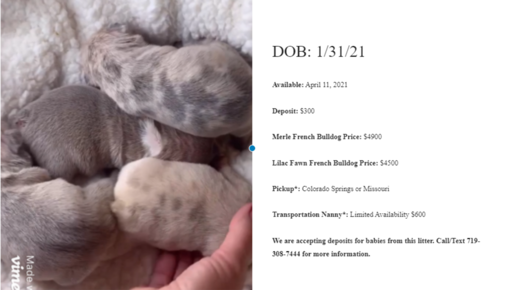 Lilac Fawn and Merle French Bulldog Litter: January 31, 2021