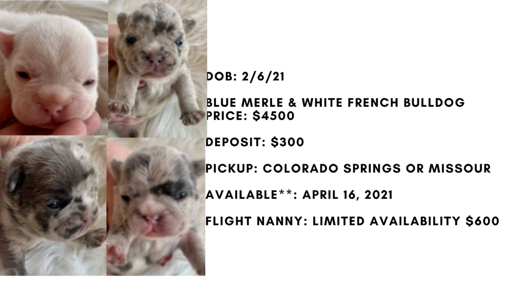Blue Pied and Merle French Bulldog Litter: February 6, 2021
