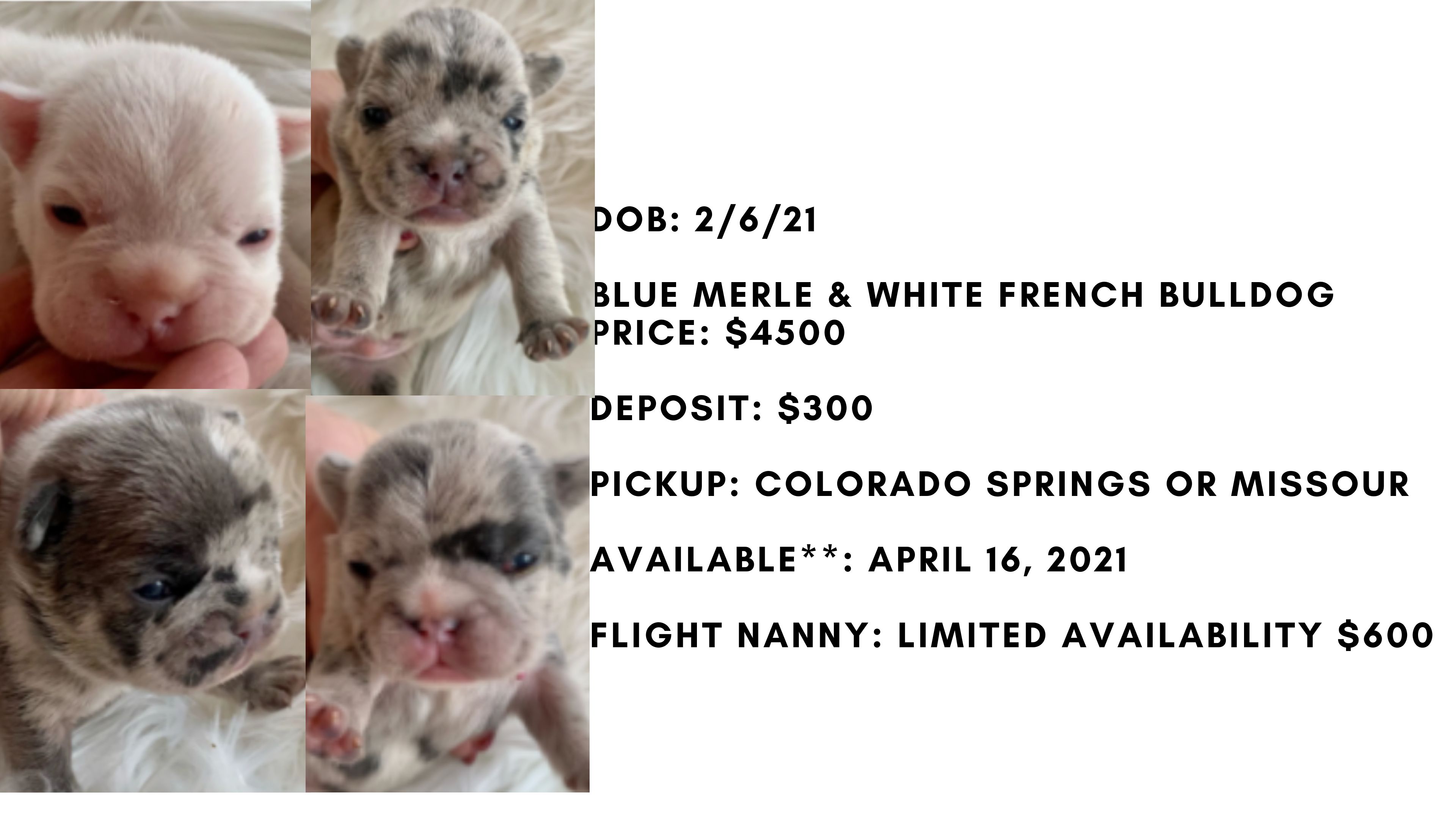 Blue merle outlet bulldog price