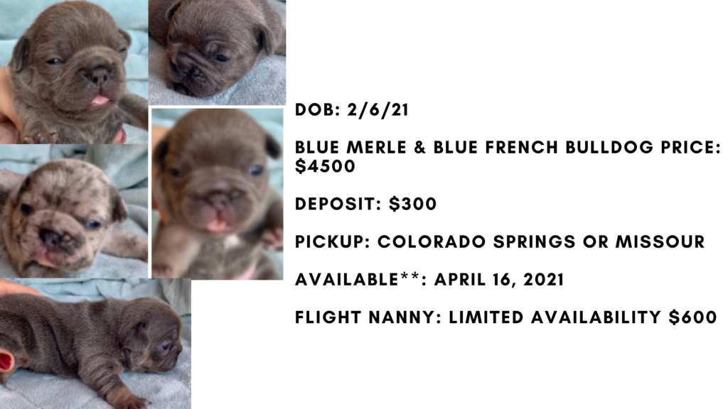 Blue Male French Bulldog: Loki-2116-Sold
