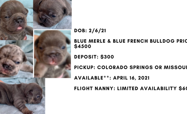 Blue Male French Bulldog: Loki-2116-Sold