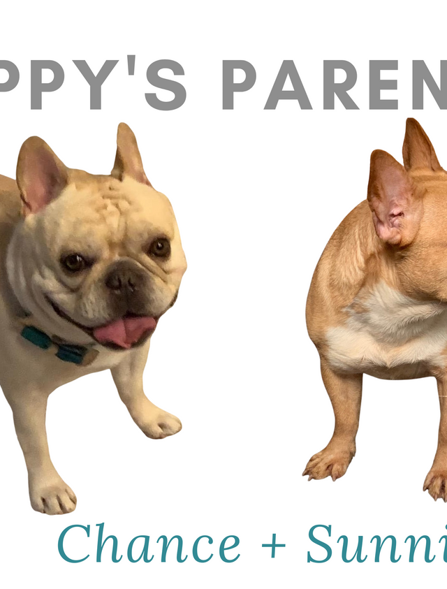 Upcoming Champion Sired Standard French Bulldog Litter: March 17, 2021