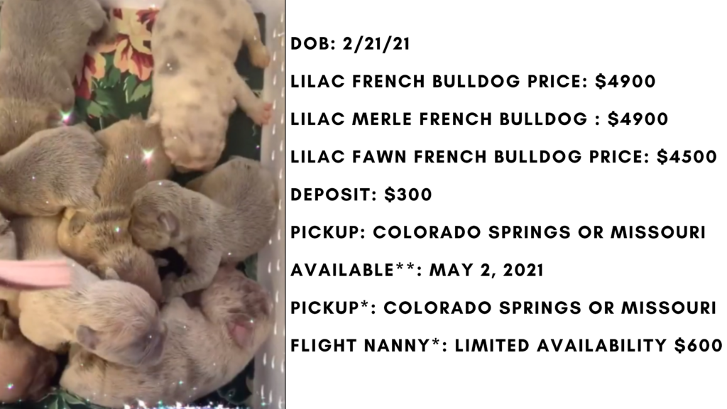 Lilac Fawn Female French Bulldog: Nadia-4028