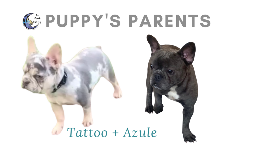Upcoming Blue and Merle French Bulldog Litter: March 17, 2021