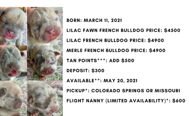 Merle and Lilac French Bulldog Litter: March 11, 2021