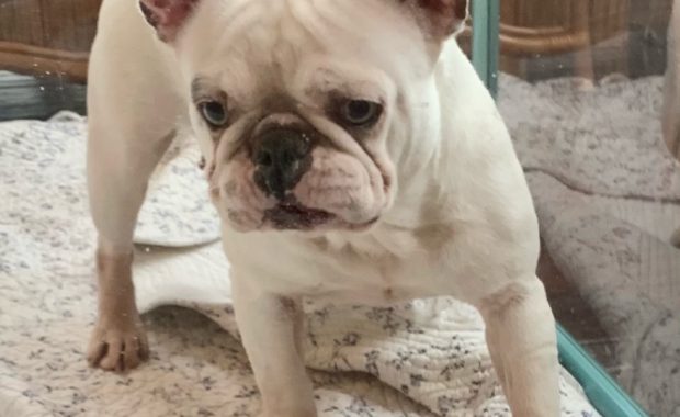 Lilac Pied Female French Bulldog Chelsey