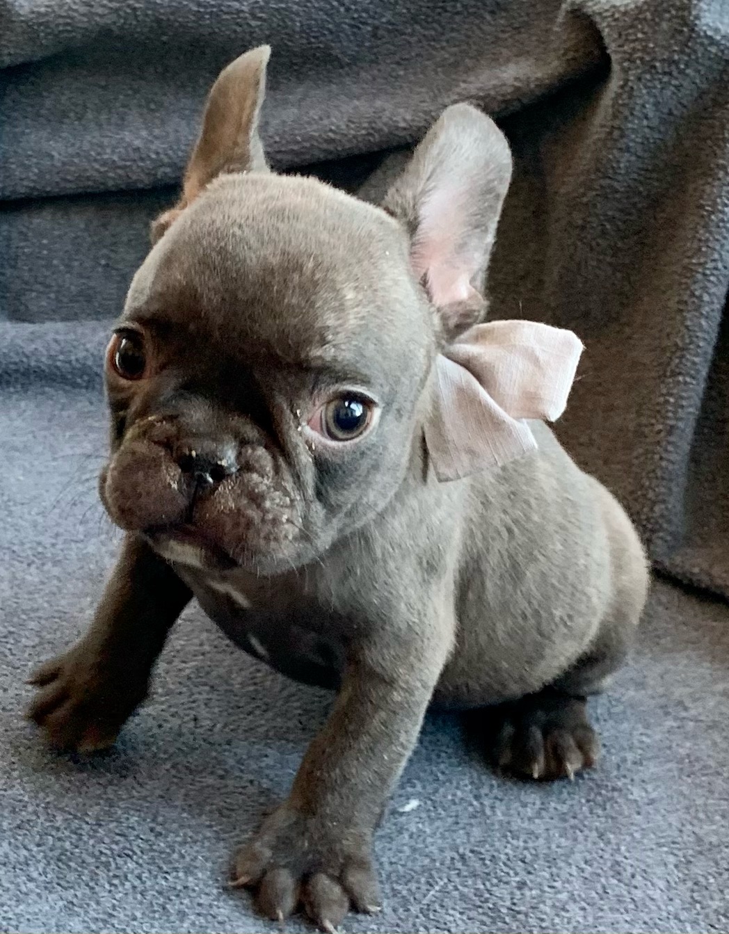 Chocolate Male French Bulldog: Grizzly - 4769-SOLD - The French Bulldog