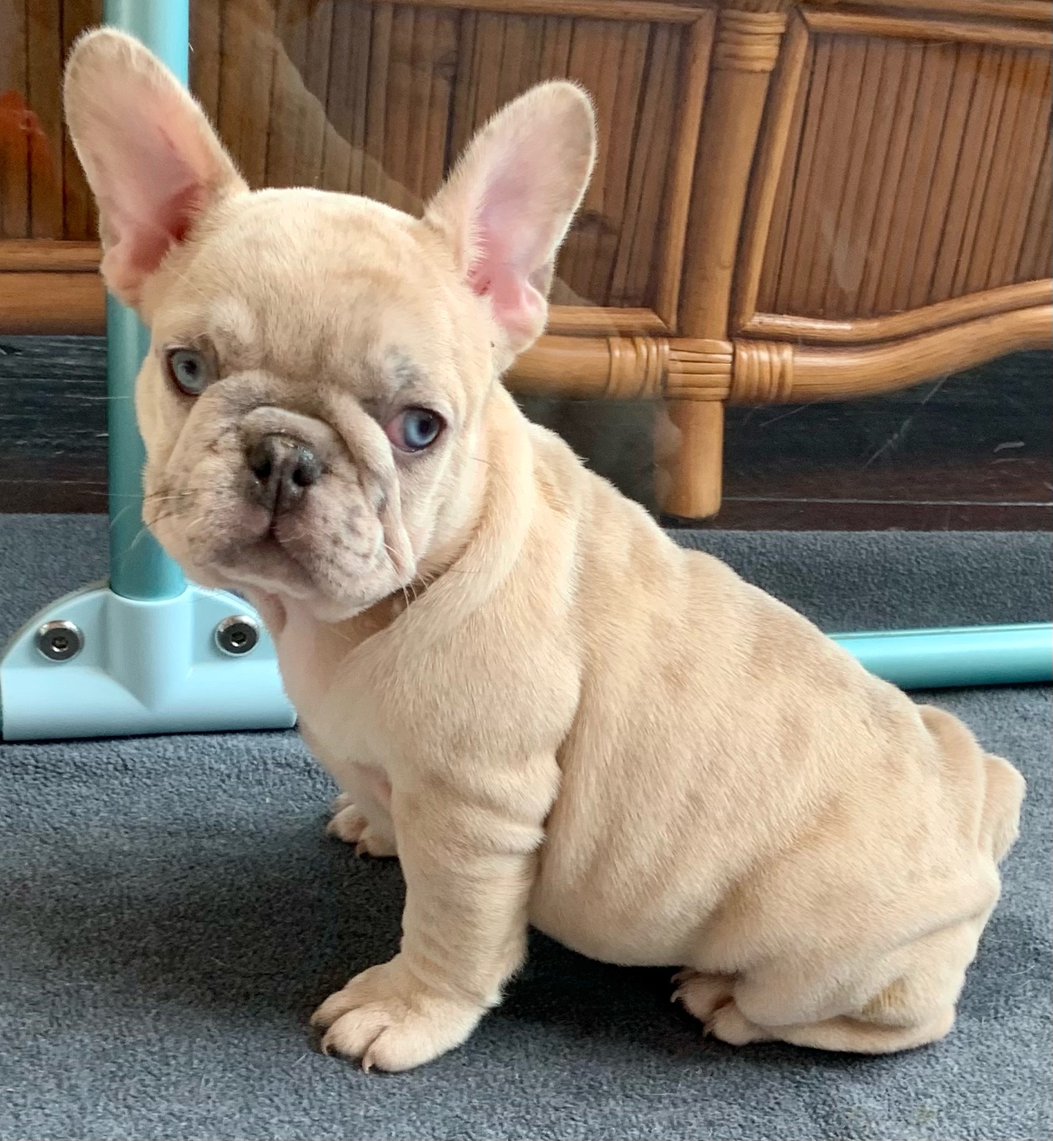 Lilac Fawn Merle Female French Bulldog: Happy-4745-SOLD - The French ...