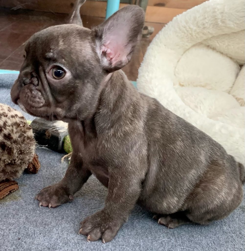 Chocolate Male French Bulldog: Grizzly - 4769