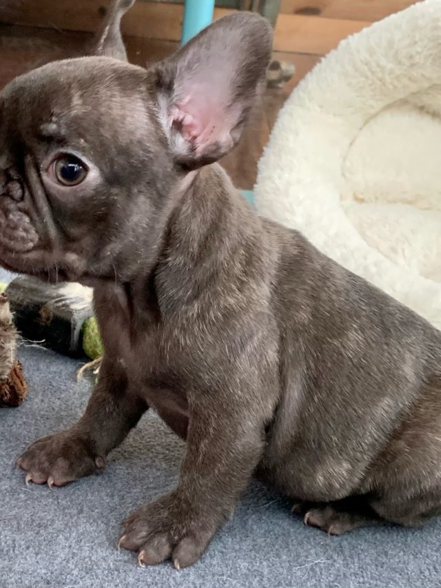 Chocolate Male French Bulldog: Grizzly - 4769