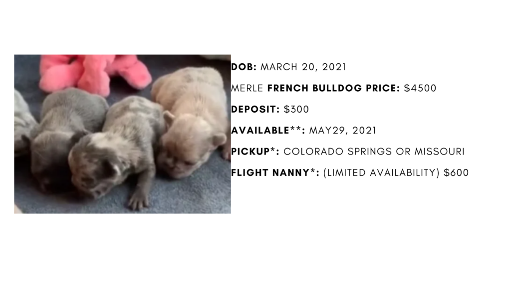Blue and Merle French Bulldog Litter: March 20, 2021