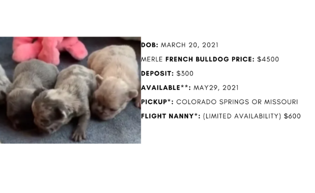 Blue and Merle French Bulldog Litter: March 20, 2021
