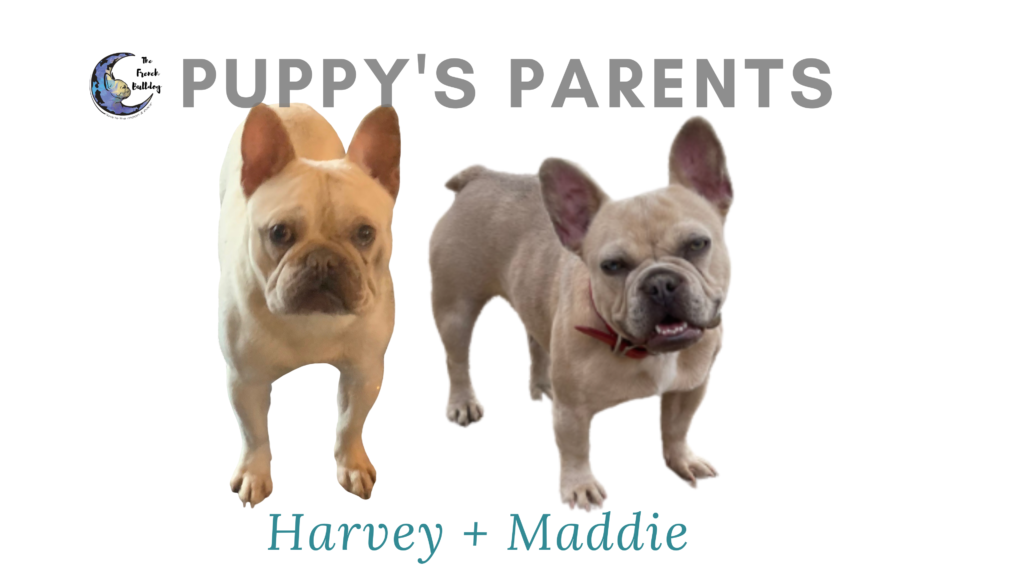 Upcoming Platinum Lilac, Lilac and Merle French Bulldog Litter: June 27, 2021