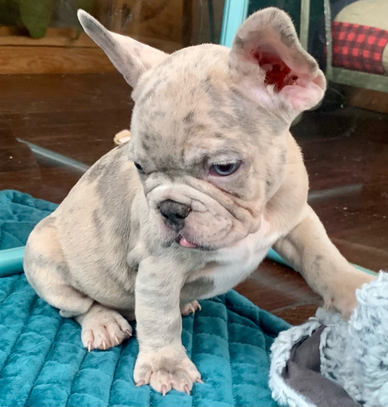 Lilac Merle Male French Bulldog: Newton -2298-SOLD - The French Bulldog