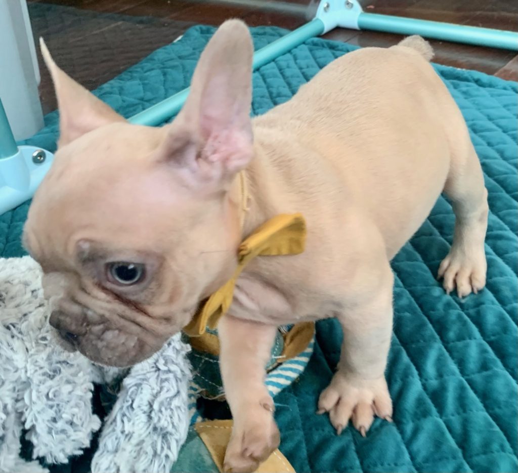 Lilac French bulldog puppies in Colorado and Missouri. Within driving distance to Memphis, Louisiana, Arkansas, New Mexico, and Texas. Can you flight nanny to Georgia, Alabama, and New York. This is Newton.