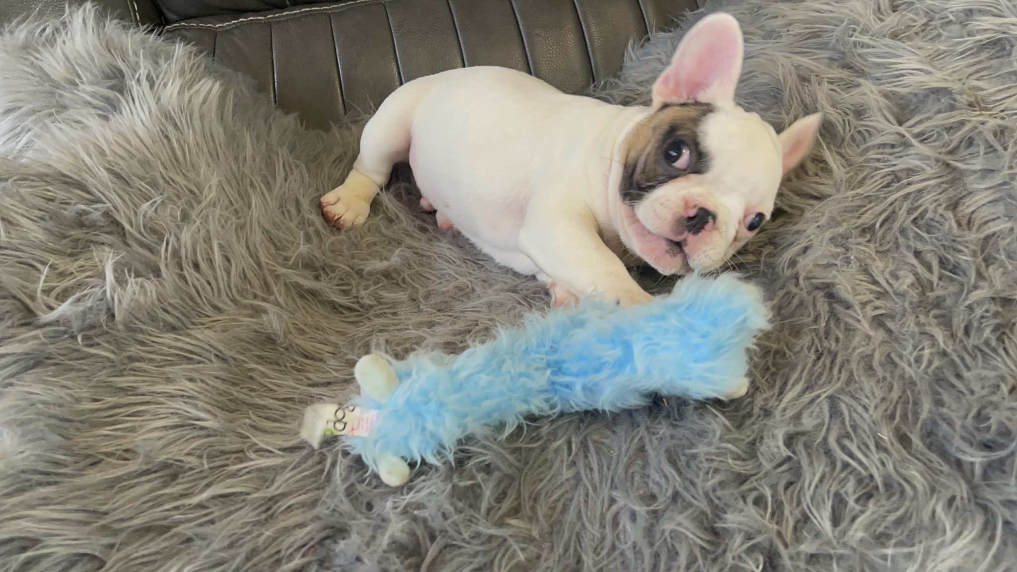 Fawn Pied Male French Bulldog: Idol -4265-SOLD - The French Bulldog