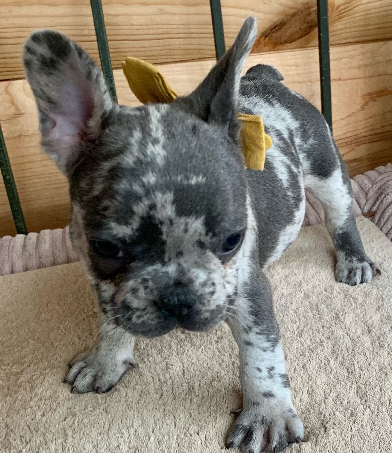 Merle Male French Bulldog: Voodoo- 6755-SOLD - The French Bulldog