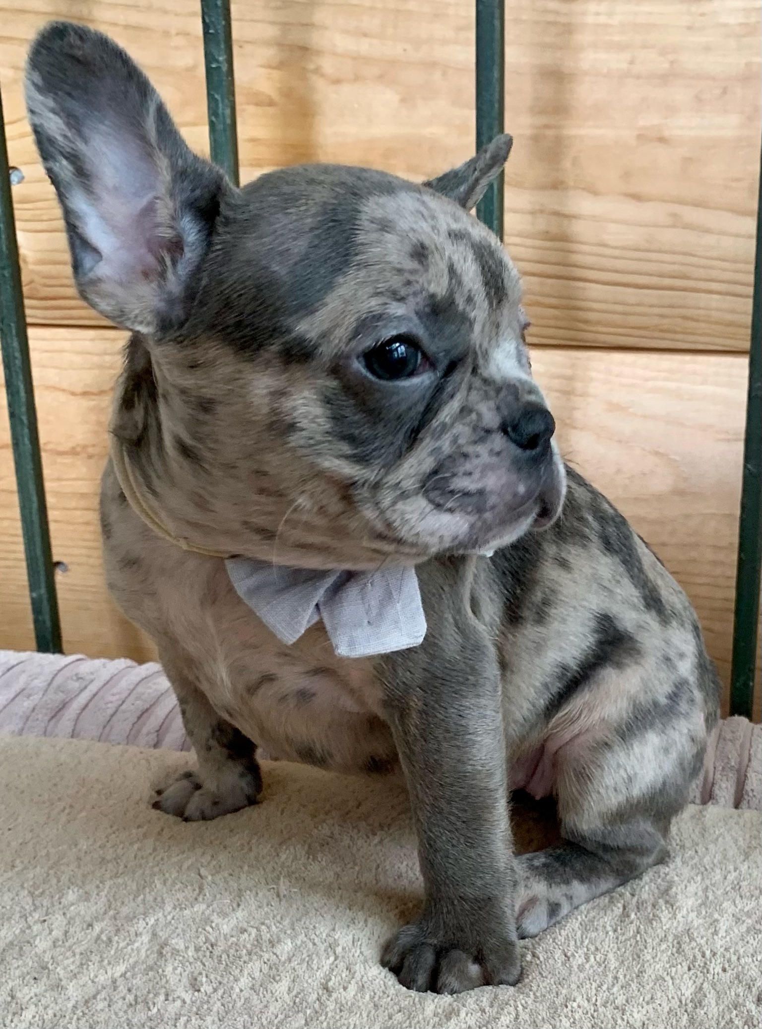 17 week hot sale old french bulldog