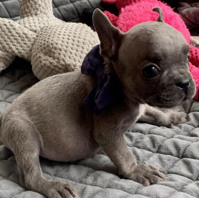 Blue Male French Bulldog: Yosemite- 3027-SOLD - The French Bulldog