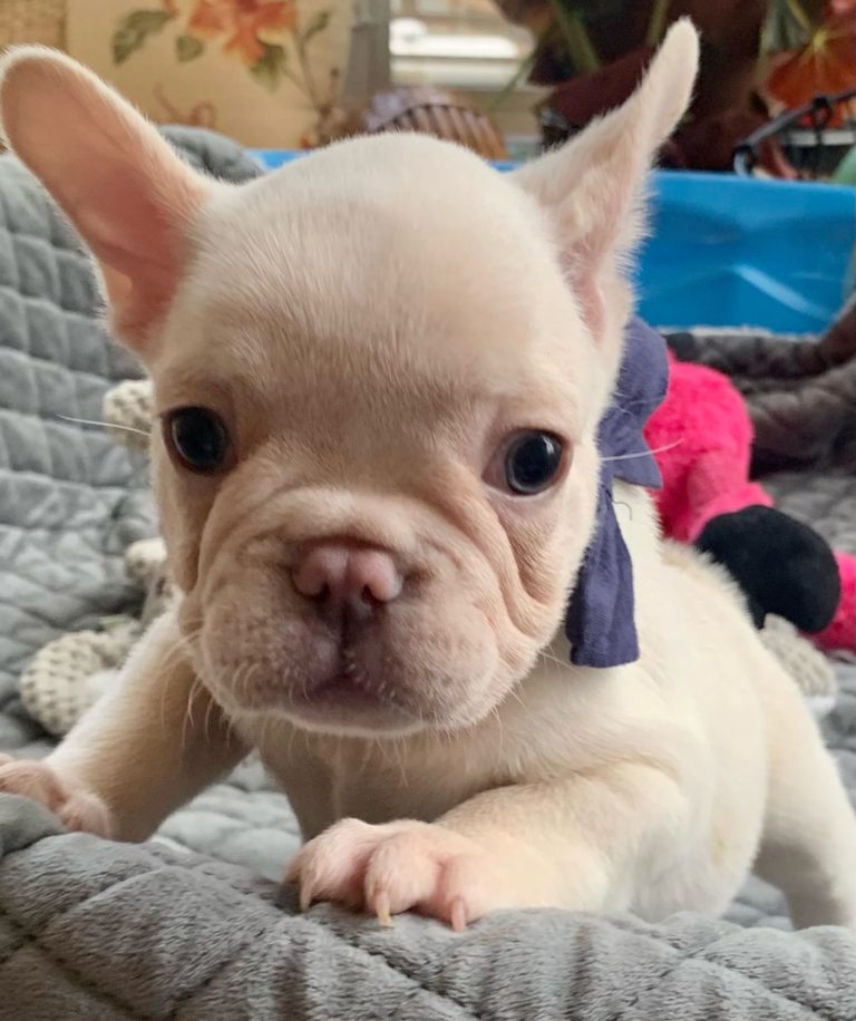 Platinum Lilac Male French Bulldog Zorro2414SOLD The French Bulldog