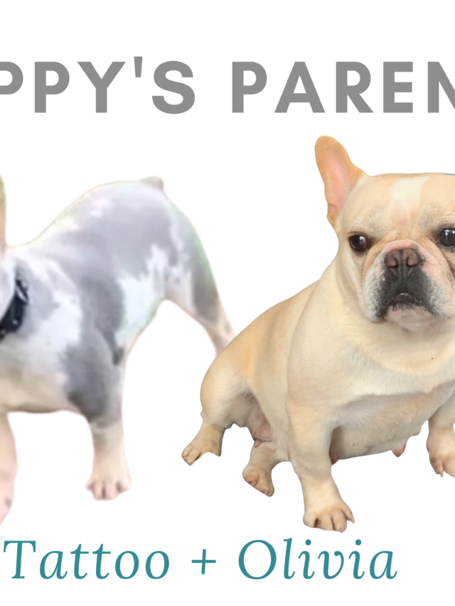 Upcoming Cream and Merle French Bulldog Litter: July 25, 2021