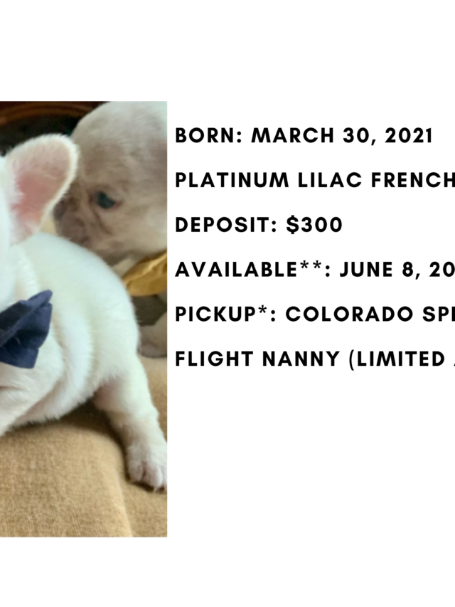 Platinum Lilac Male French Bulldog- Zeke-5402