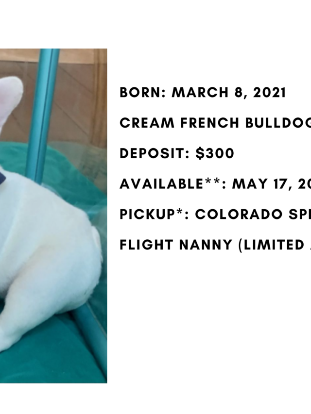 Cream Male French Bulldog: Sully-2691
