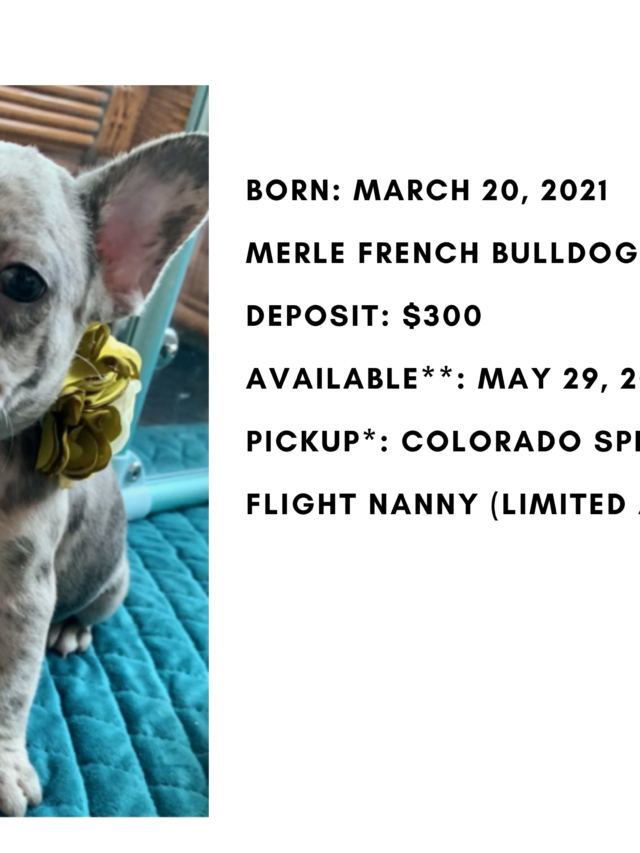 Merle Female French Bulldog: Vino- 1958- SOLD