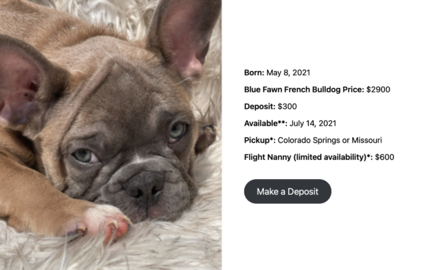 Blue Fawn Male French Bulldog: Chestnut