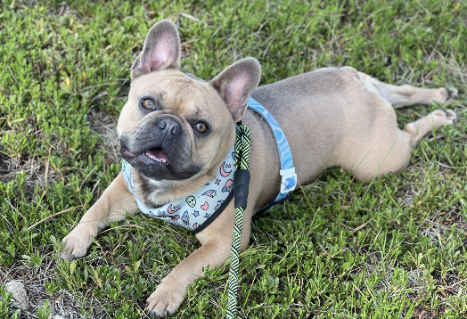 Blue Fawn Male French Bulldog Kobi-Available